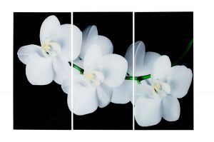 Obraz Orchidea 60x30cm 3-częściowy - wzór 1